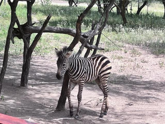 Turaco Lodge - No Loadshedding Marloth Park Luaran gambar