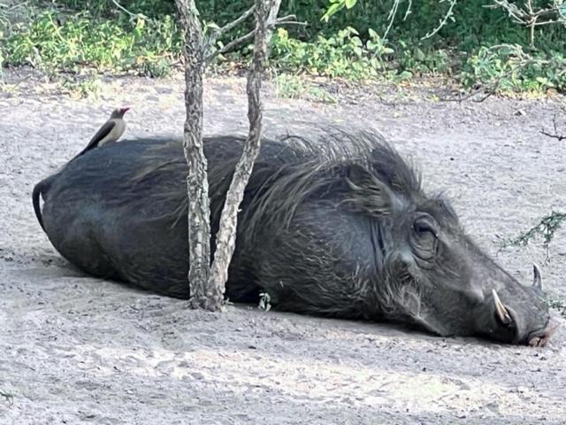 Turaco Lodge - No Loadshedding Marloth Park Luaran gambar