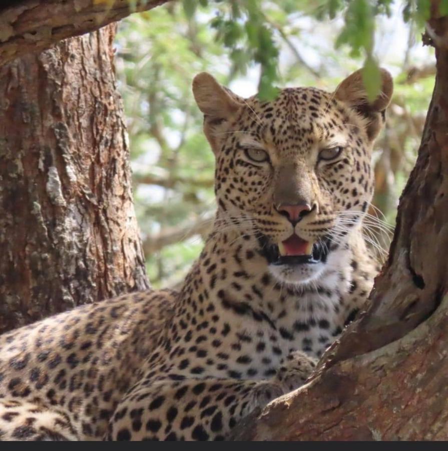 Turaco Lodge - No Loadshedding Marloth Park Luaran gambar