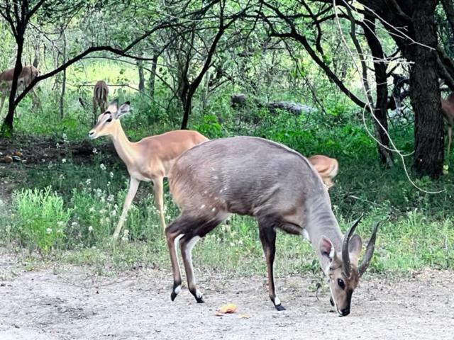 Turaco Lodge - No Loadshedding Marloth Park Luaran gambar
