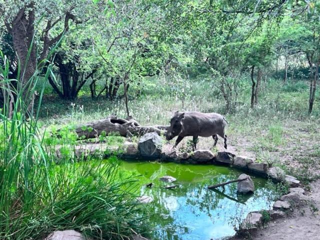 Turaco Lodge - No Loadshedding Marloth Park Luaran gambar