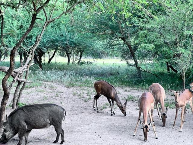 Turaco Lodge - No Loadshedding Marloth Park Luaran gambar