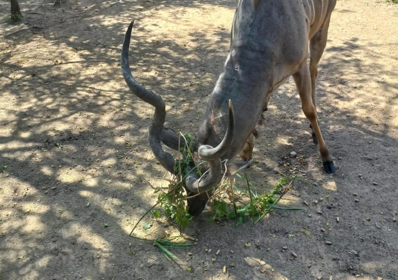 Turaco Lodge - No Loadshedding Marloth Park Luaran gambar